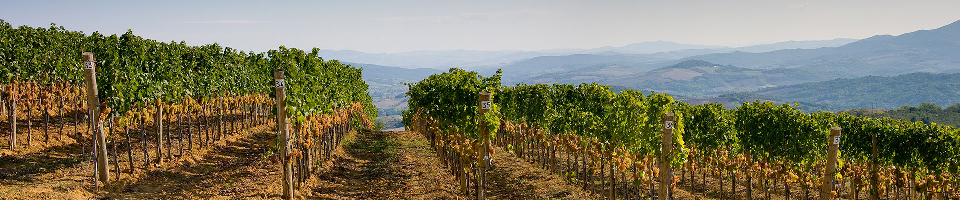 Supertuscan Wine Tour